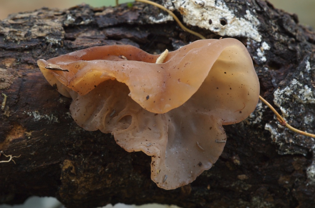 Auricularia